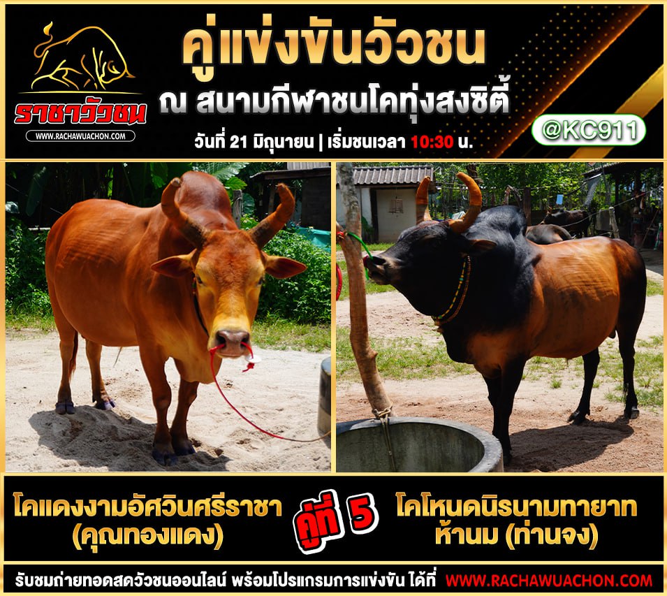 คลิปวัวชนย้อนหลัง 21-6-2568