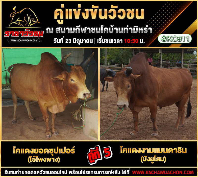 โปรแกรมวัวชน 23-6-2568