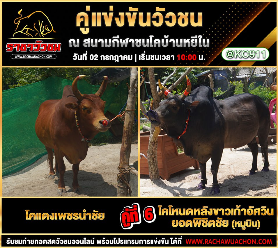 คลิปวัวชนย้อนหลัง 02-7-2568
