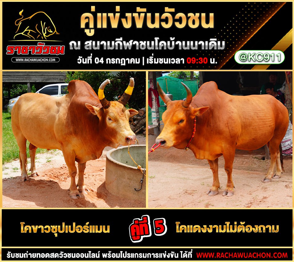 คลิปวัวชนย้อนหลัง 4-7-2568