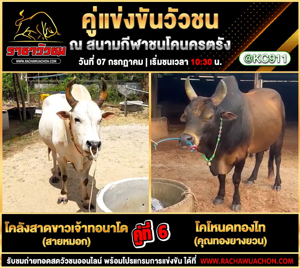 โปรแกรมวัวชน 7-7-2568