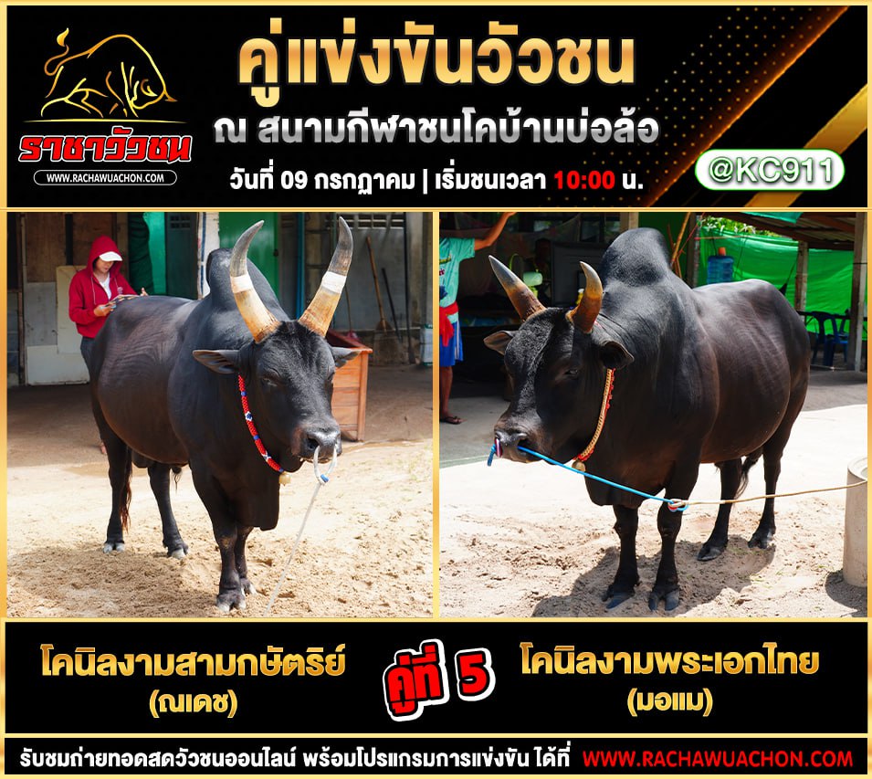 คลิปวัวชนย้อนหลัง 9-7-2568