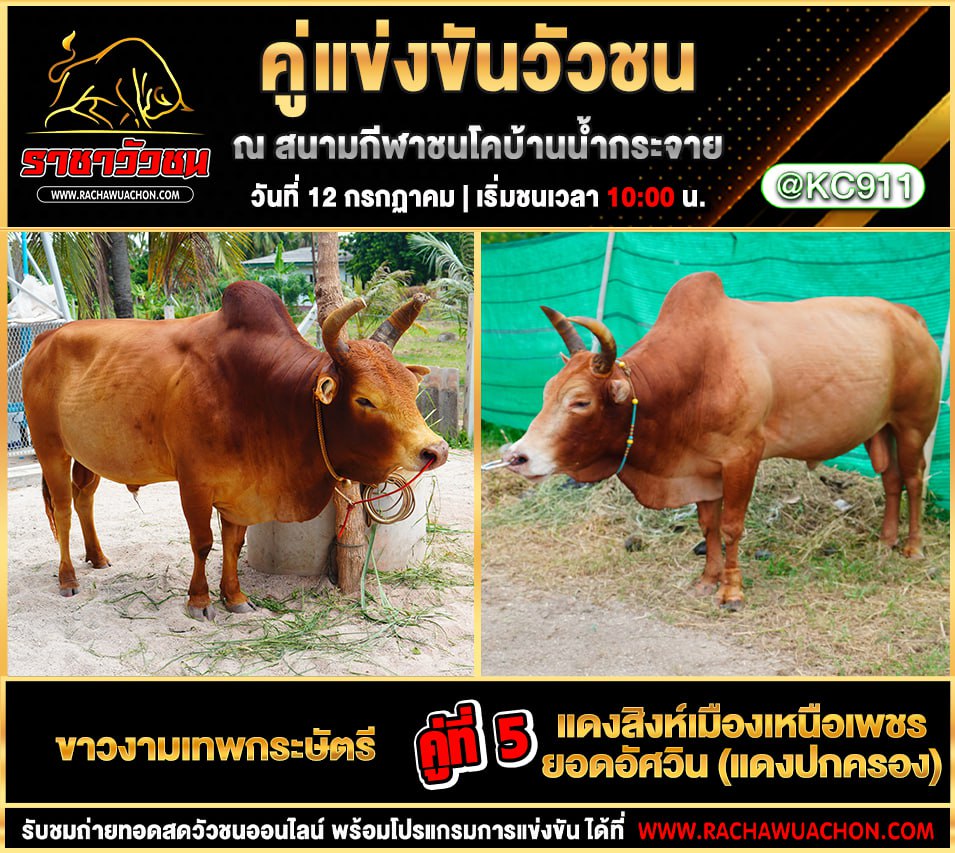 โปรแกรมวัวชน 12-7-2568