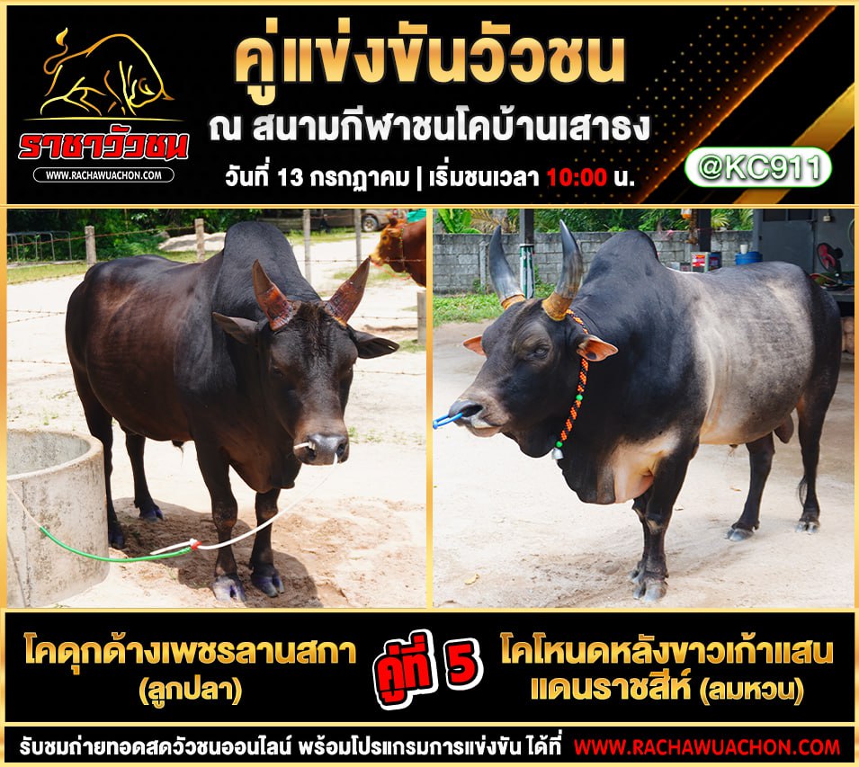 คลิปวัวชนย้อนหลัง 13-7-2568