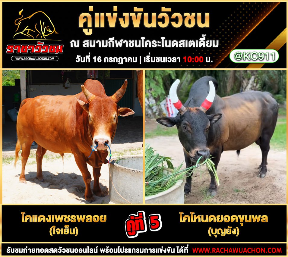 คลิปวัวชนย้อนหลัง 16-7-2568