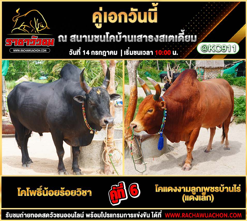 โปรแกรมวัวชน 14-7-2568