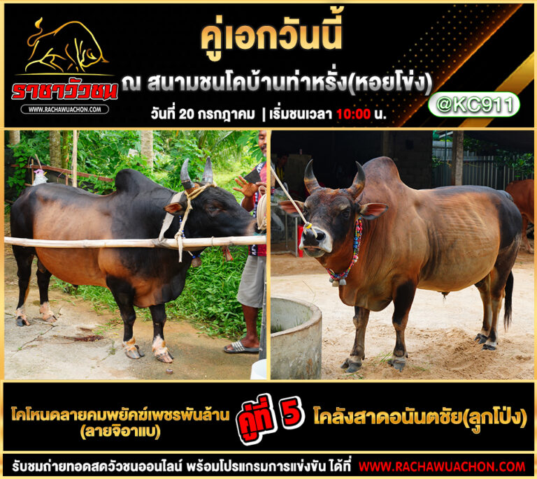 คลิปวัวชนย้อนหลัง 20-7-2568