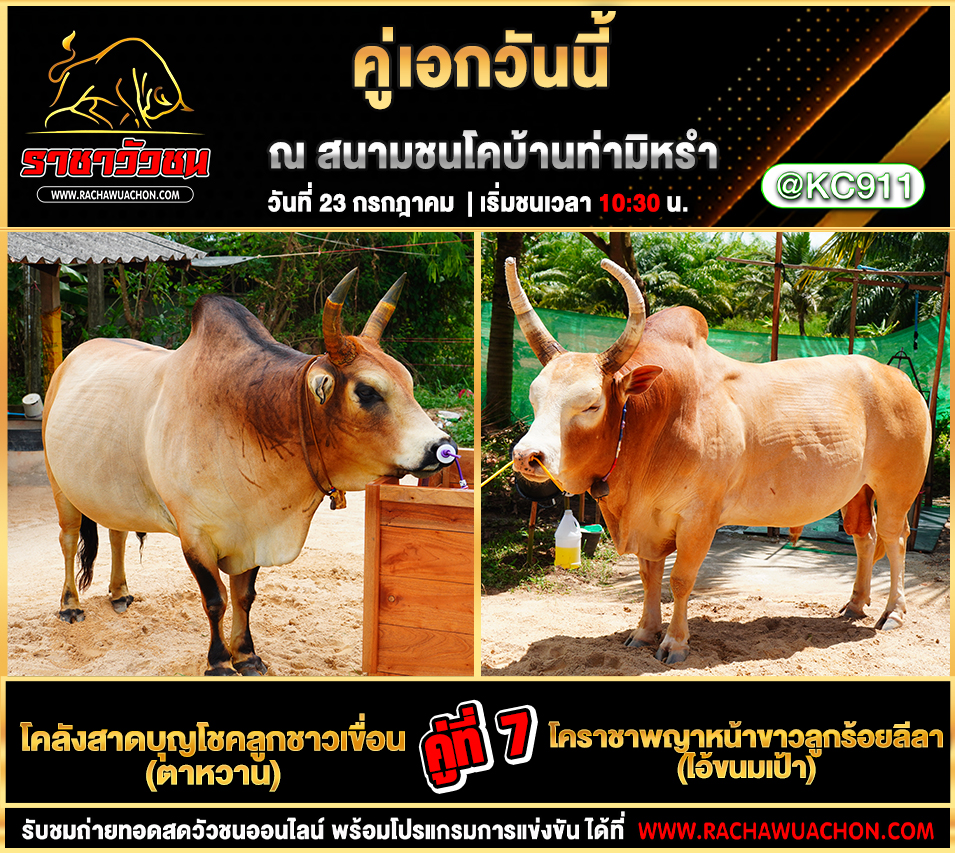 โปรแกรมวัวชน 23-7-2568