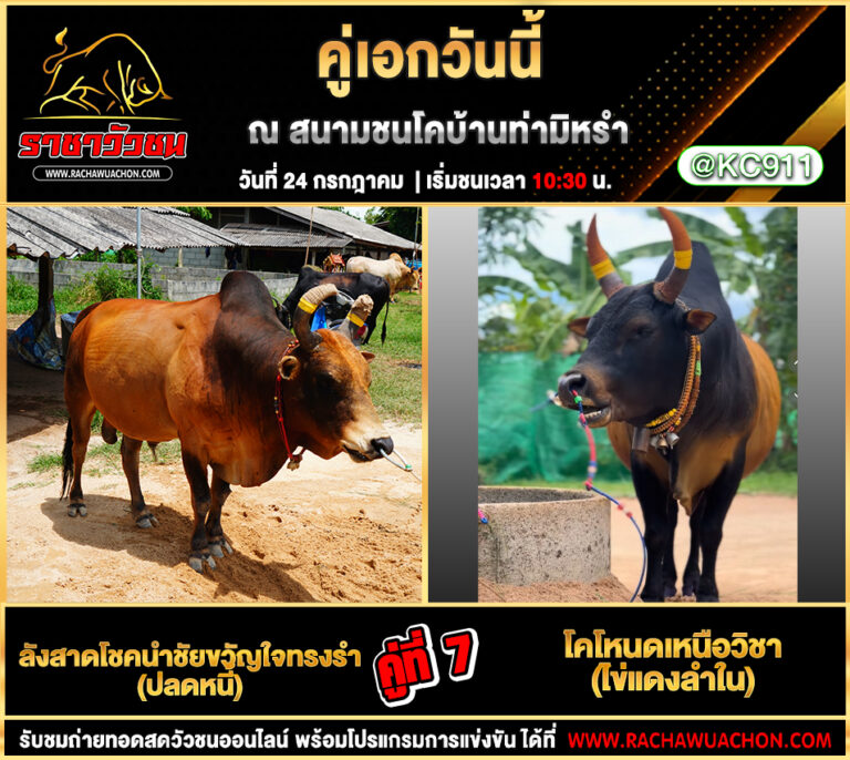 คลิปวัวชนย้อนหลัง 24-7-2568