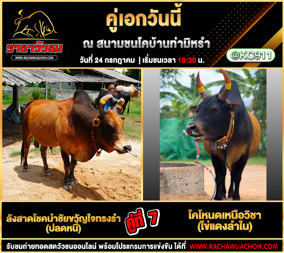 คลิปวัวชนย้อนหลัง 24-7-2568