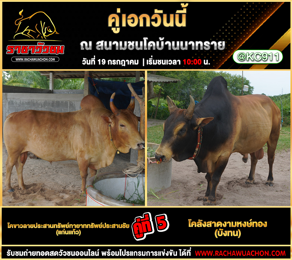 โปรแกรมวัวชน 19-7-2568