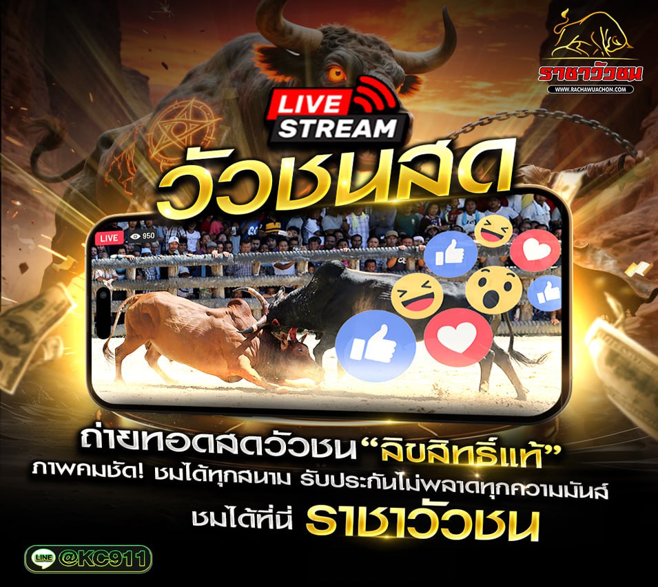 วัวชนออนไลน์ 17-8-2568