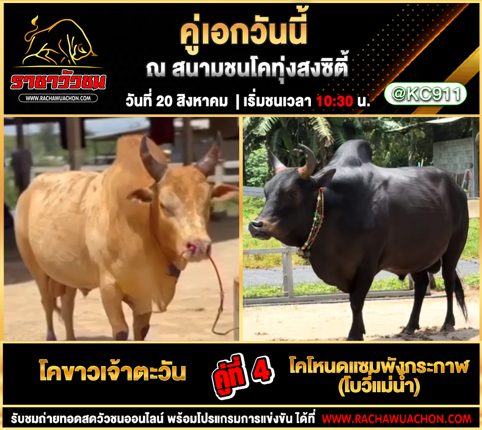 โปรแกรมวัวชนวันนี้ 20-8-2568
