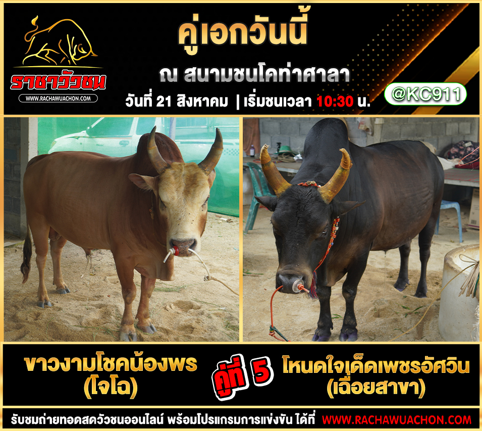 โปรแกรมวัวชนวันนี้ 21-8-2568