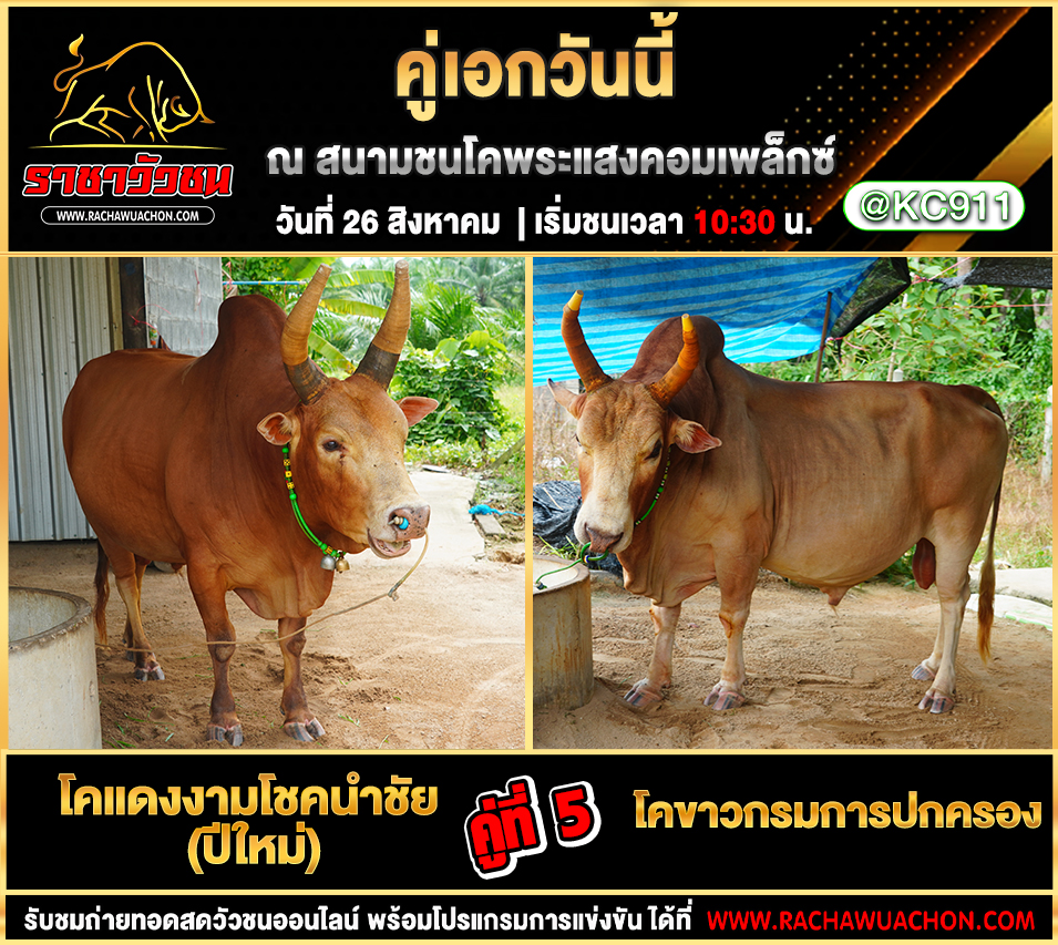 โปรแกรมวัวชนวันนี้ 26-8-2568