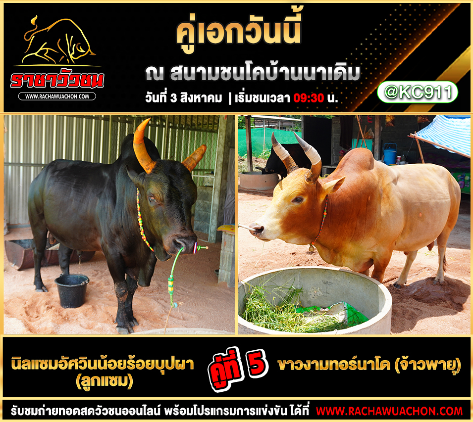 โปรแกรมวัวชน 3-8-2568