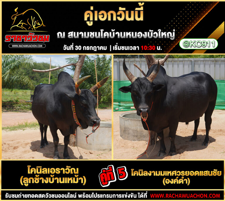คลิปวัวชนย้อนหลัง 30-7-2568