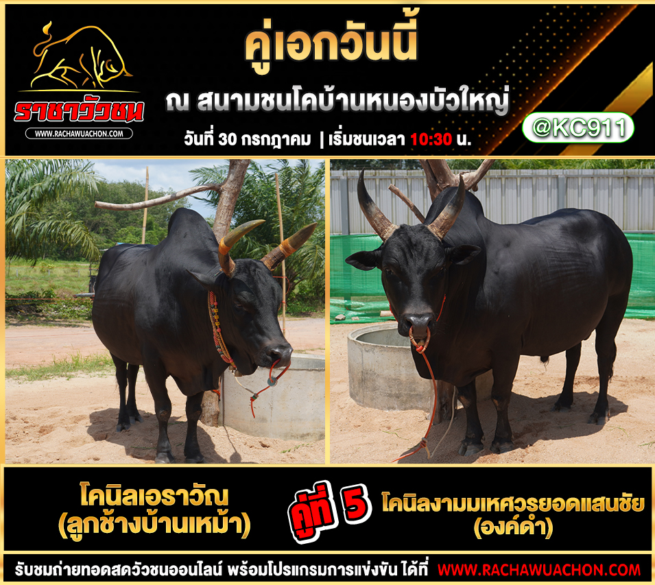 คลิปวัวชนย้อนหลัง 30-7-2568