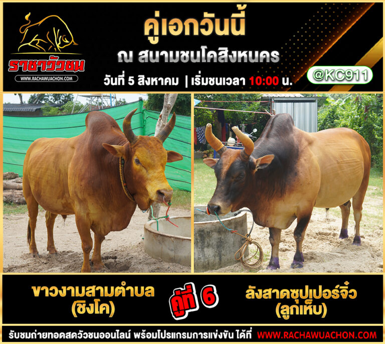 คลิปวัวชนย้อนหลัง 5-8-2568