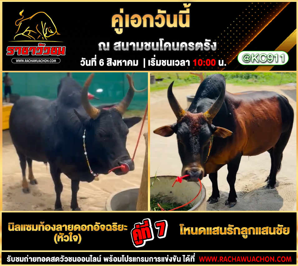 โปรแกรมวัวชน 6-8-2568