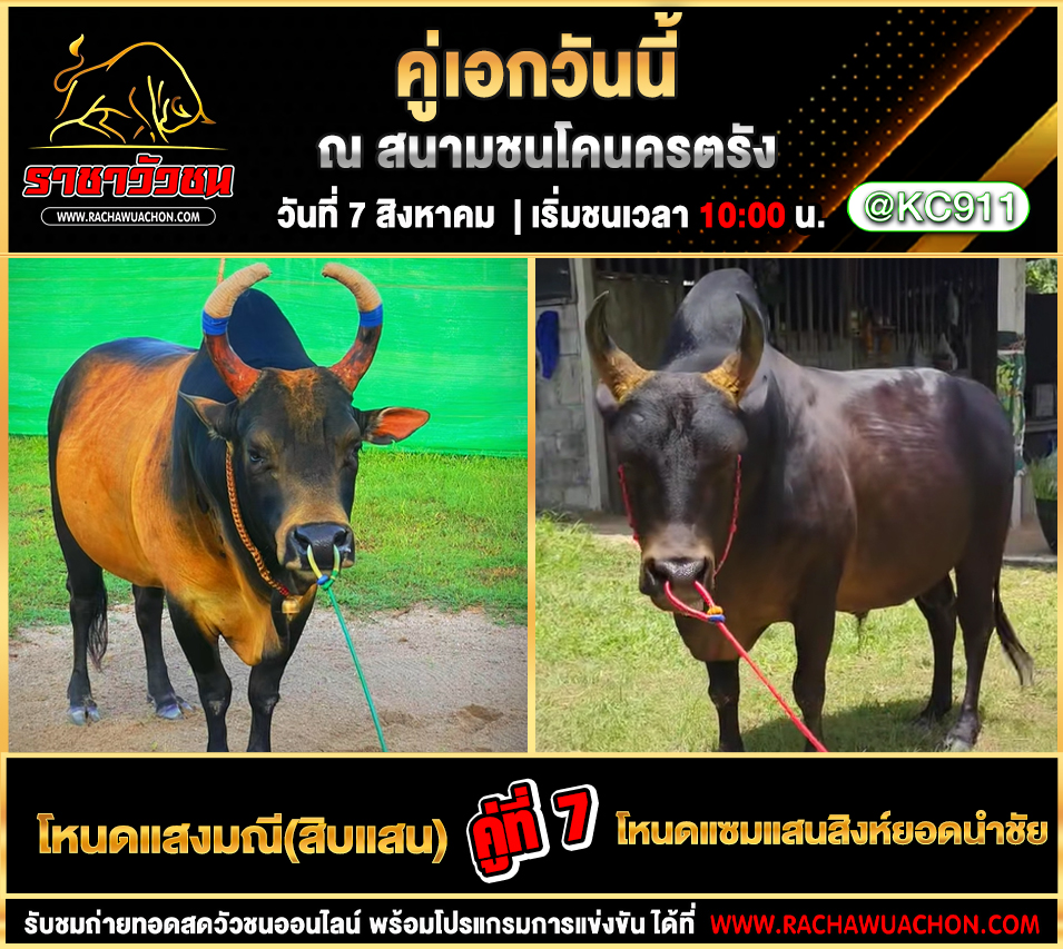 โปรแกรมวัวชน 7-8-2568