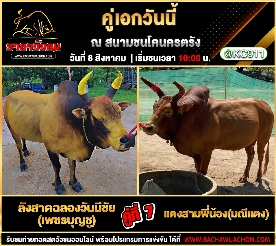 โปรแกรมวัวชน 8-8-2568