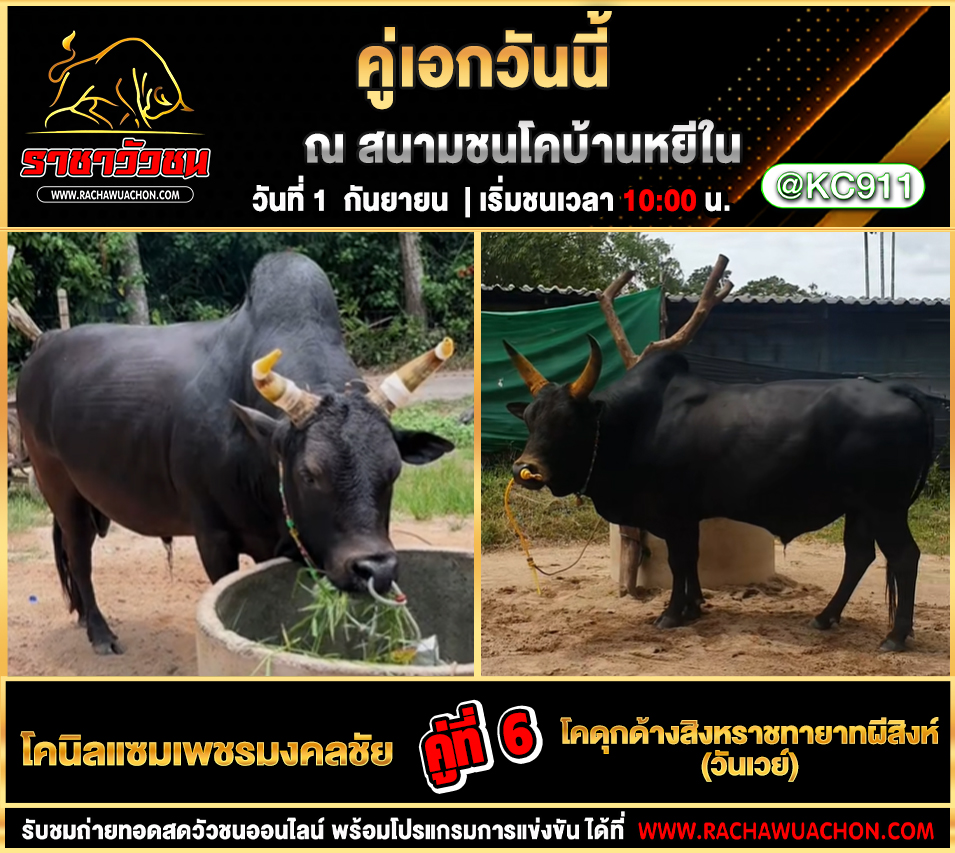โปรแกรมวัวชนวันนี้ 1-9-2568