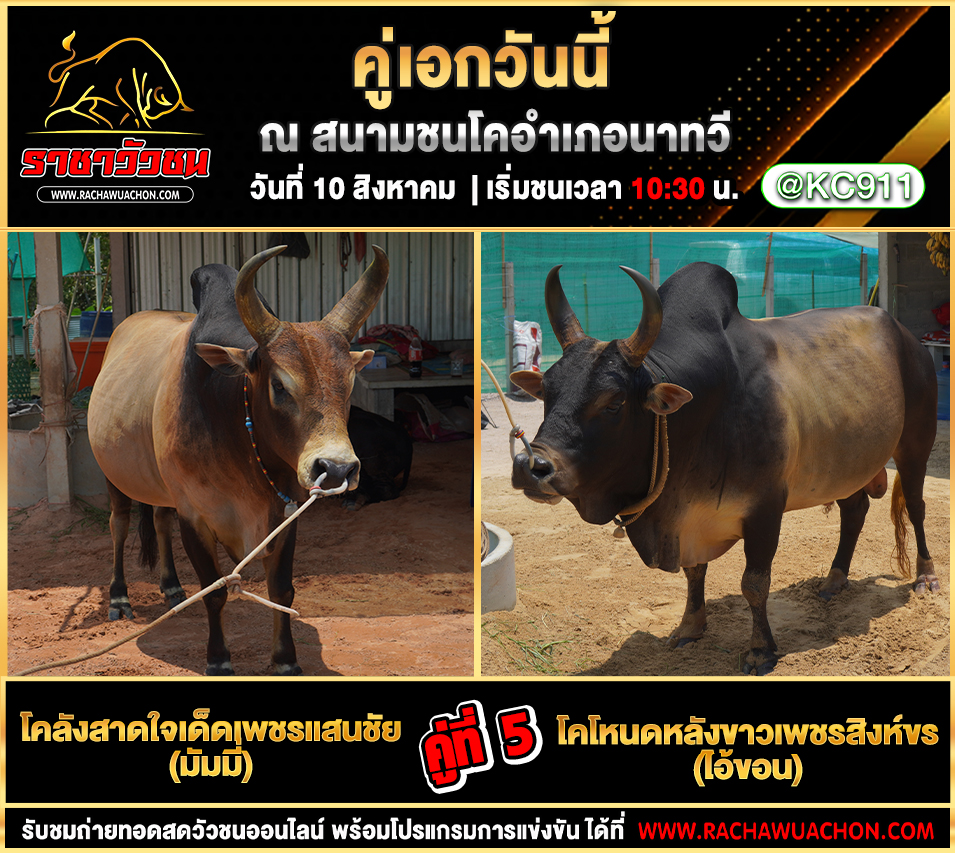 โปรแกรมวัวชน 10-8-2568