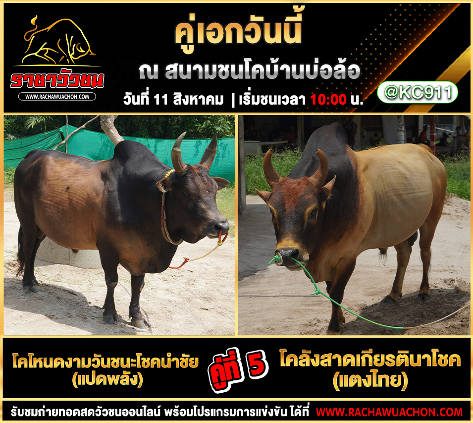 โปรแกรมวัวชน 11-8-2568
