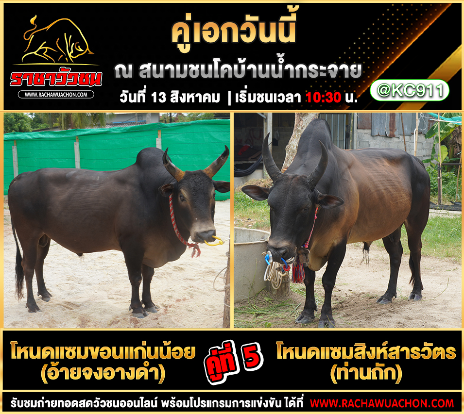 โปรแกรมวัวชน 13-8-2568