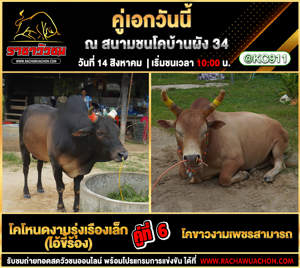 โปรแกรมวัวชน 14-8-2568