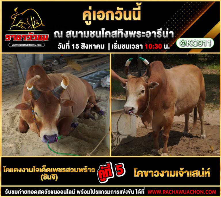 คลิปวัวชนย้อนหลัง 15-8-2568