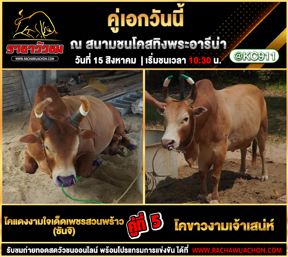 คลิปวัวชนย้อนหลัง 15-8-2568