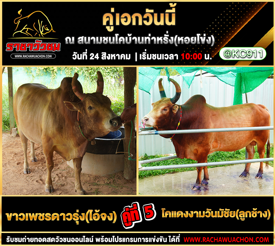 โปรแกรมวัวชนวันนี้ 24-8-2568