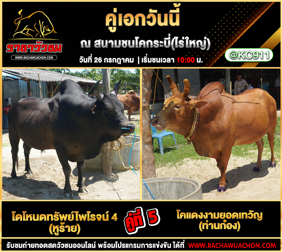 คลิปวัวชนย้อนหลัง 26-7-2568