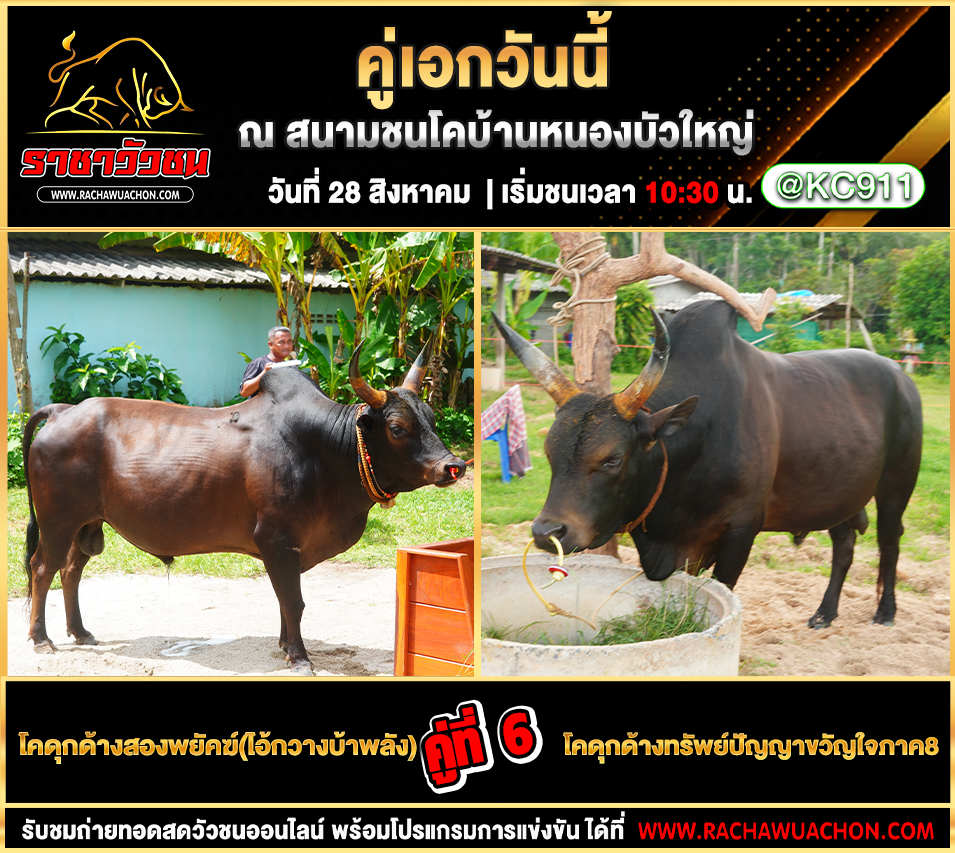 โปรแกรมวัวชนวันนี้ 28-8-2568