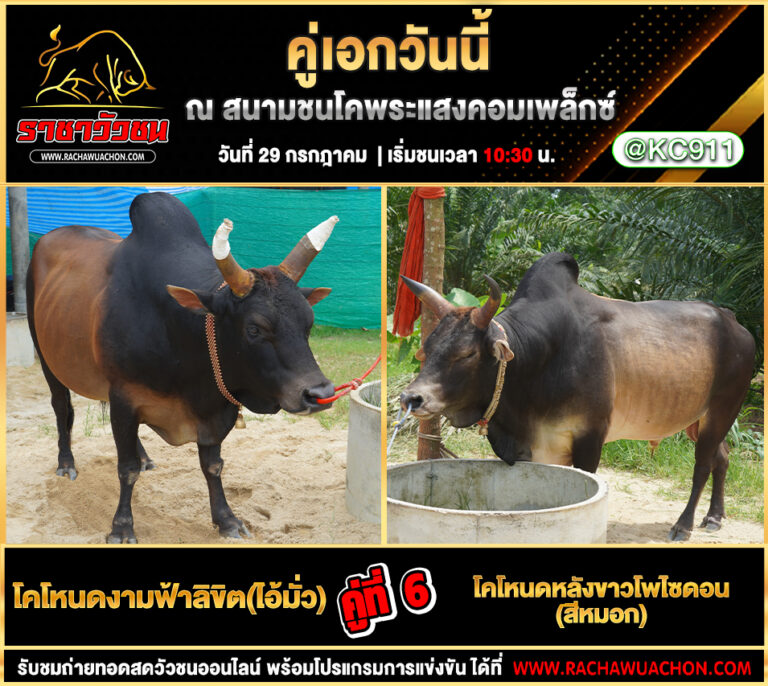 คลิปวัวชนย้อนหลัง 29-7-2568