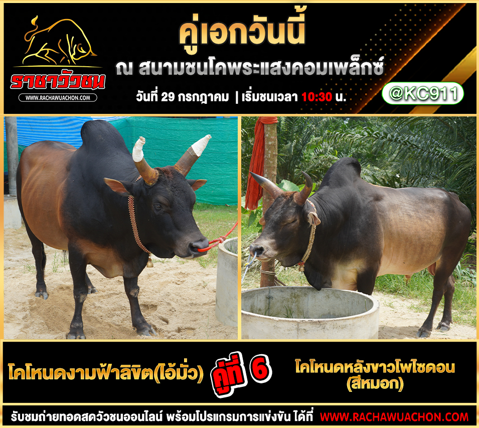 คลิปวัวชนย้อนหลัง 29-7-2568