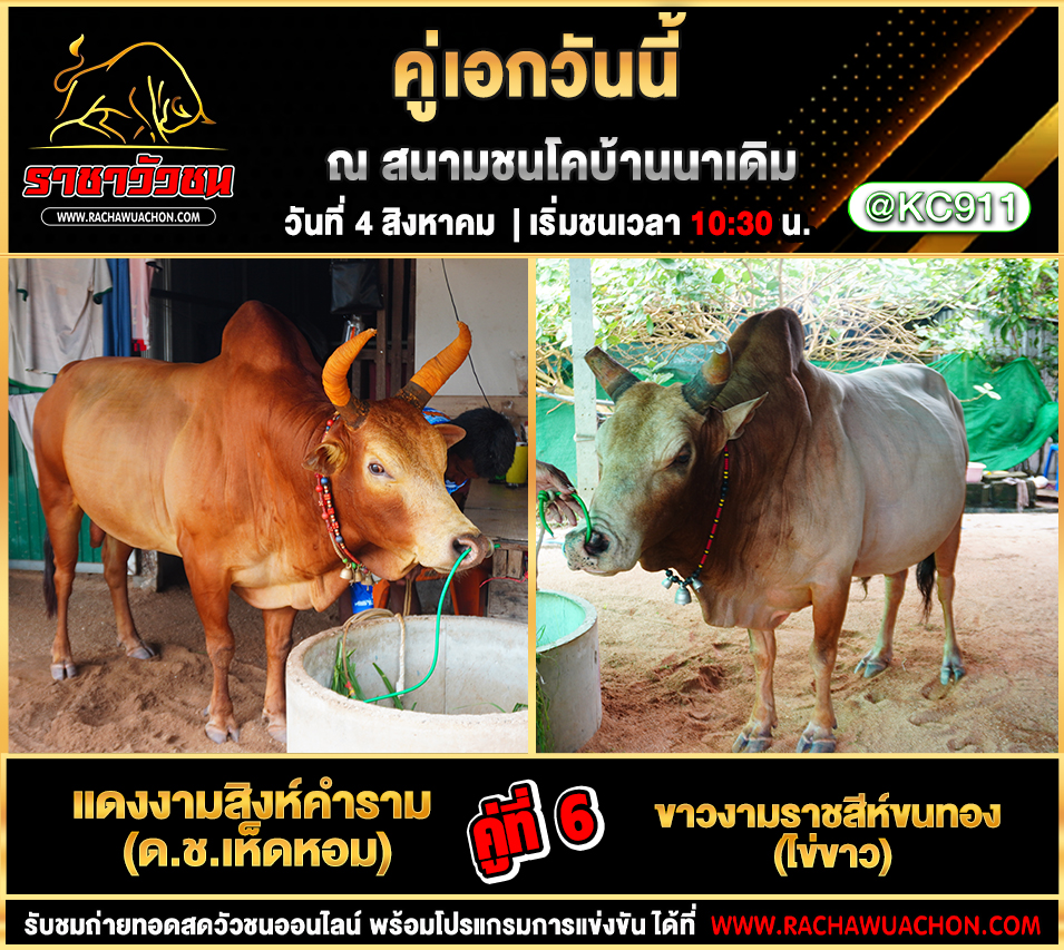 โปรแกรมวัวชน 4-8-2568