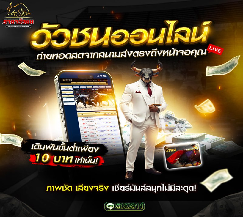 วัวชน 3-9-2568