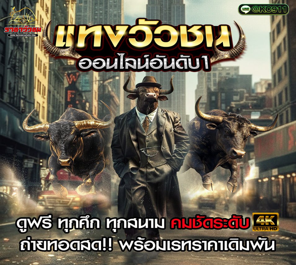 วัวชนวันนี้ 24-9-2568