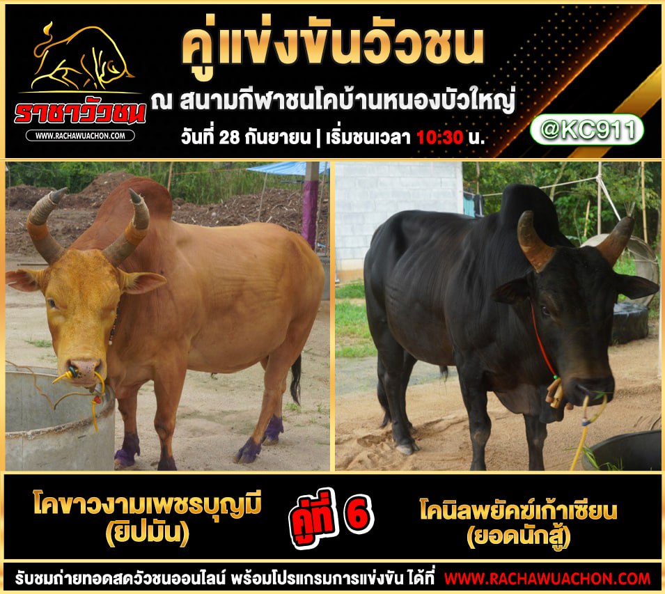 โปรแกรมวัวชนวันนี้ 28-9-2568