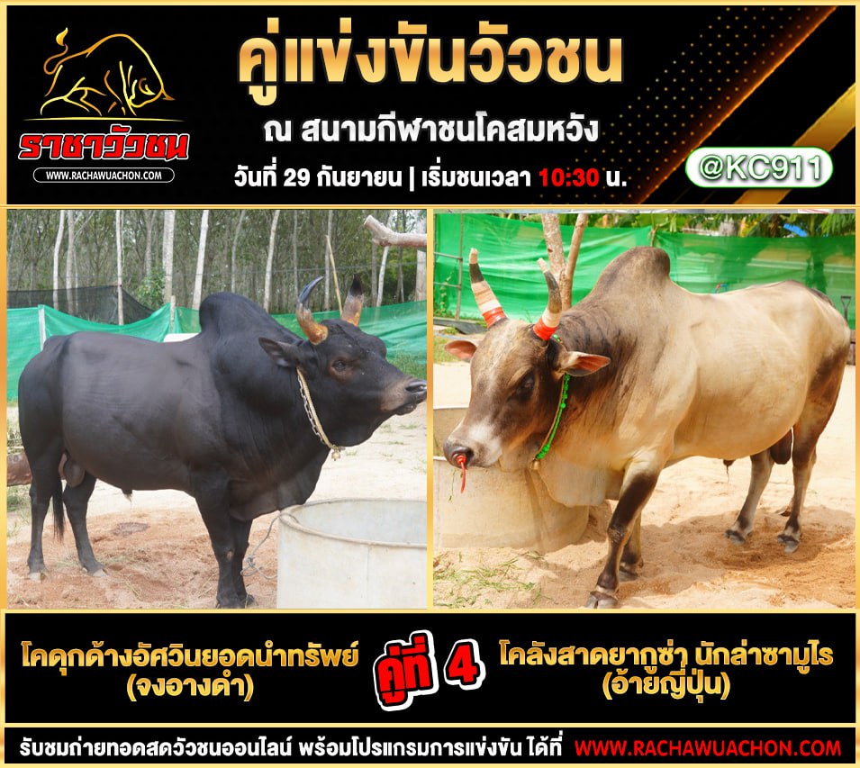 โปรแกรมวัวชนวันนี้ 29-9-2568