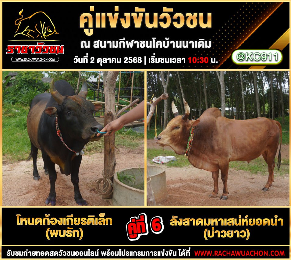 โปรแกรมวัวชนวันนี้ 2-10-2568