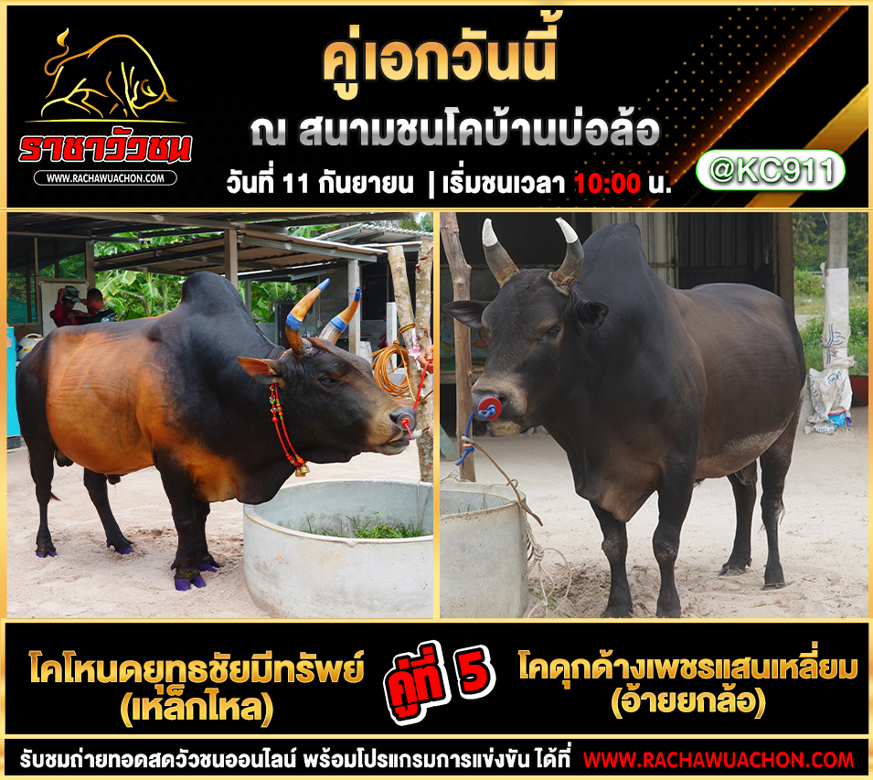 โปรแกรมวัวชนวันนี้ 11-9-2568