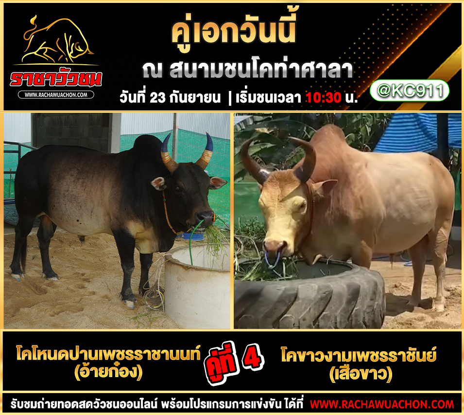 โปรแกรมวัวชนวันนี้ 23-9-2568
