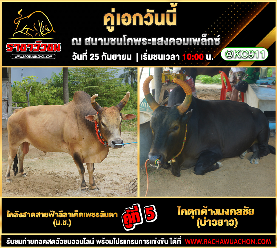 โปรแกรมวัวชนวันนี้ 25-9-2568