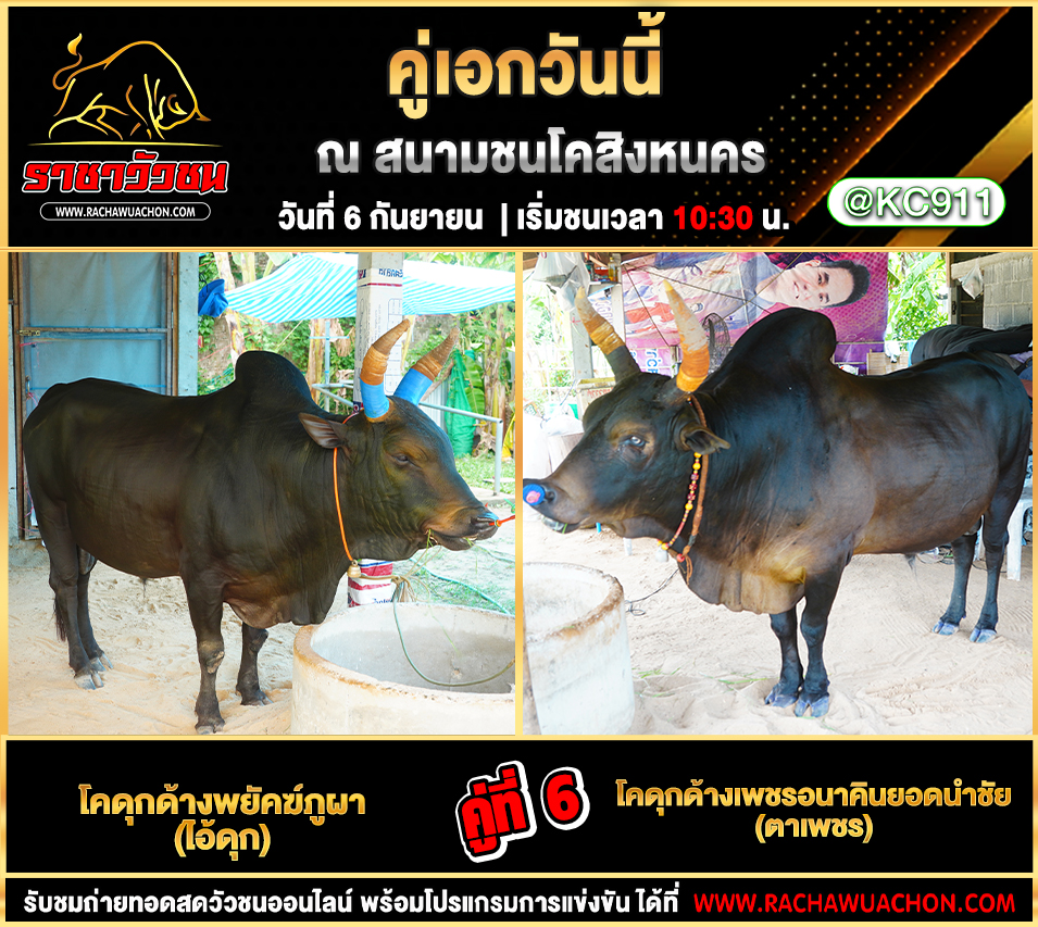 โปรแกรมวัวชนวันนี้ 6-9-2568