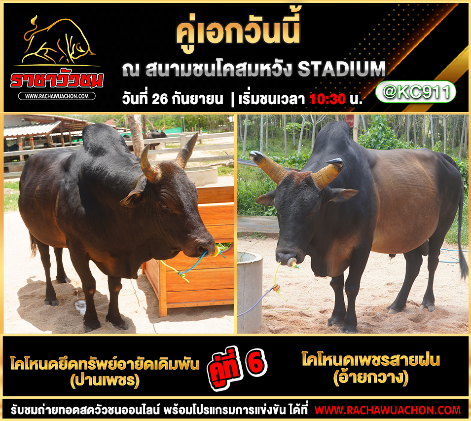 โปรแกรมวัวชนวันนี้ 26-9-2568