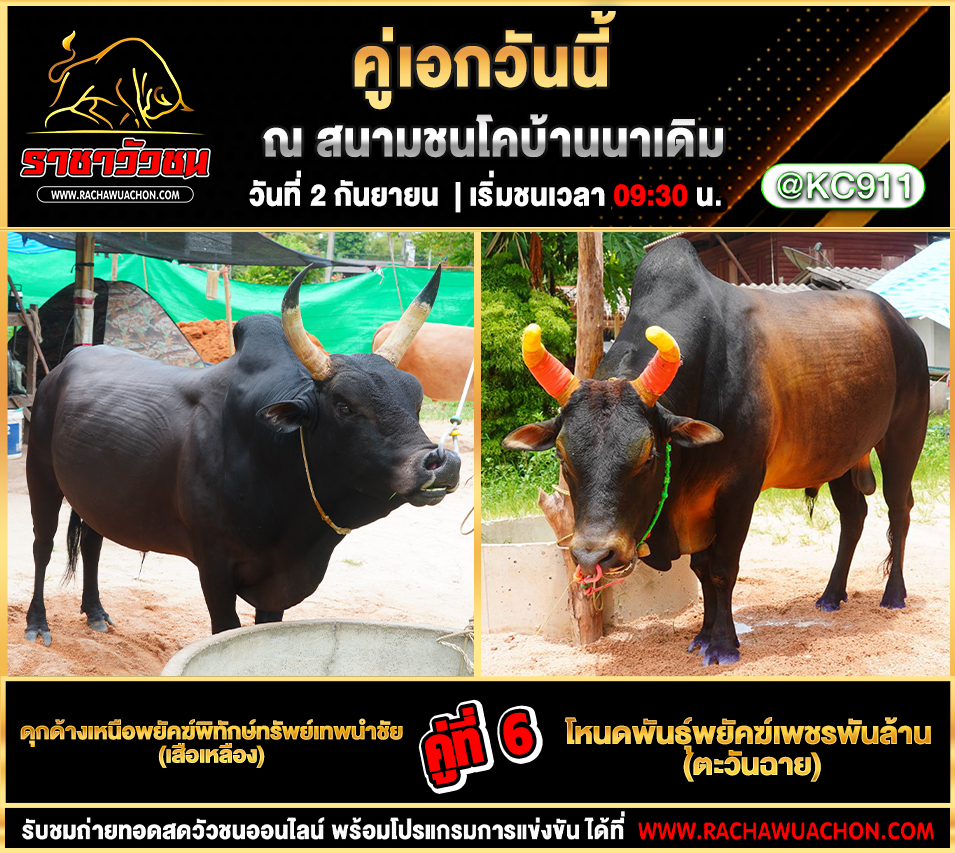 โปรแกรมวัวชนวันนี้ 2-9-2568